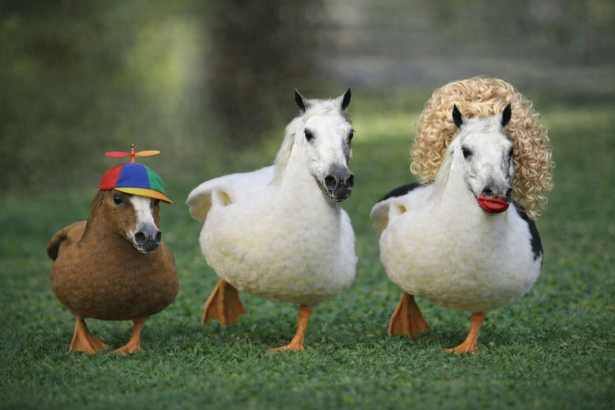 Carl The Duck-Horse (@CarlDuckHorse) / Posts / X