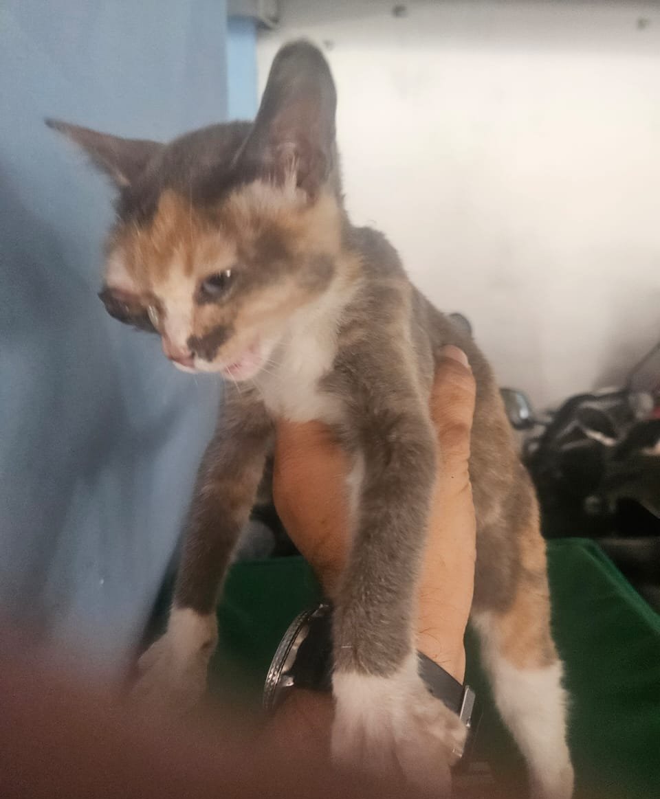 fourmeows1's tweet photo. ‼️URGENT HELP NEEDED‼️

📍AMPANG, SEL

Salam &amp; hi yall,
Ada yang dapat rescue kitten ni? Kemungkinan besar mata kanan dia buta😭💔

Sesiapa dapat rescue kitten ni, pls contact 013 5857580. Thankssss yall.

Mohon share ya post ni. https://t.co/IzBkXGIhNY