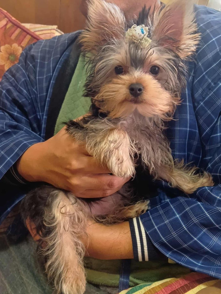 自家用の中年 tweet media