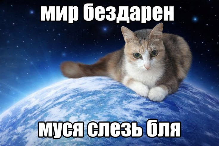 хару из балка🕊 tweet media