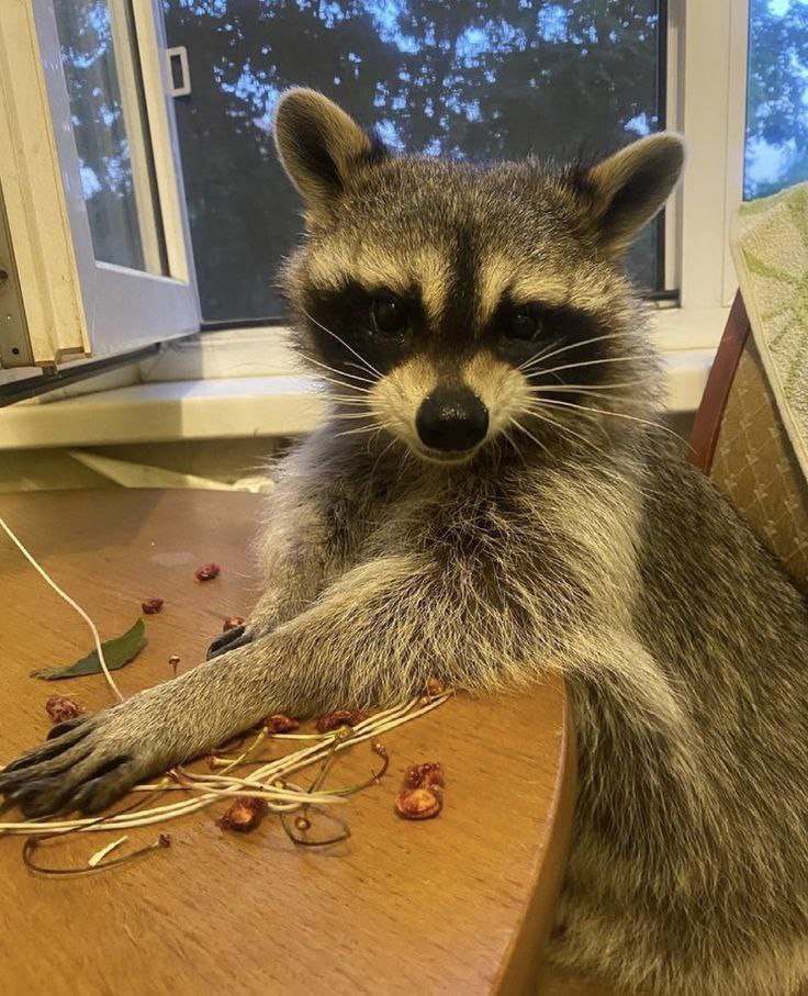 raccoon with confusing auras tweet media