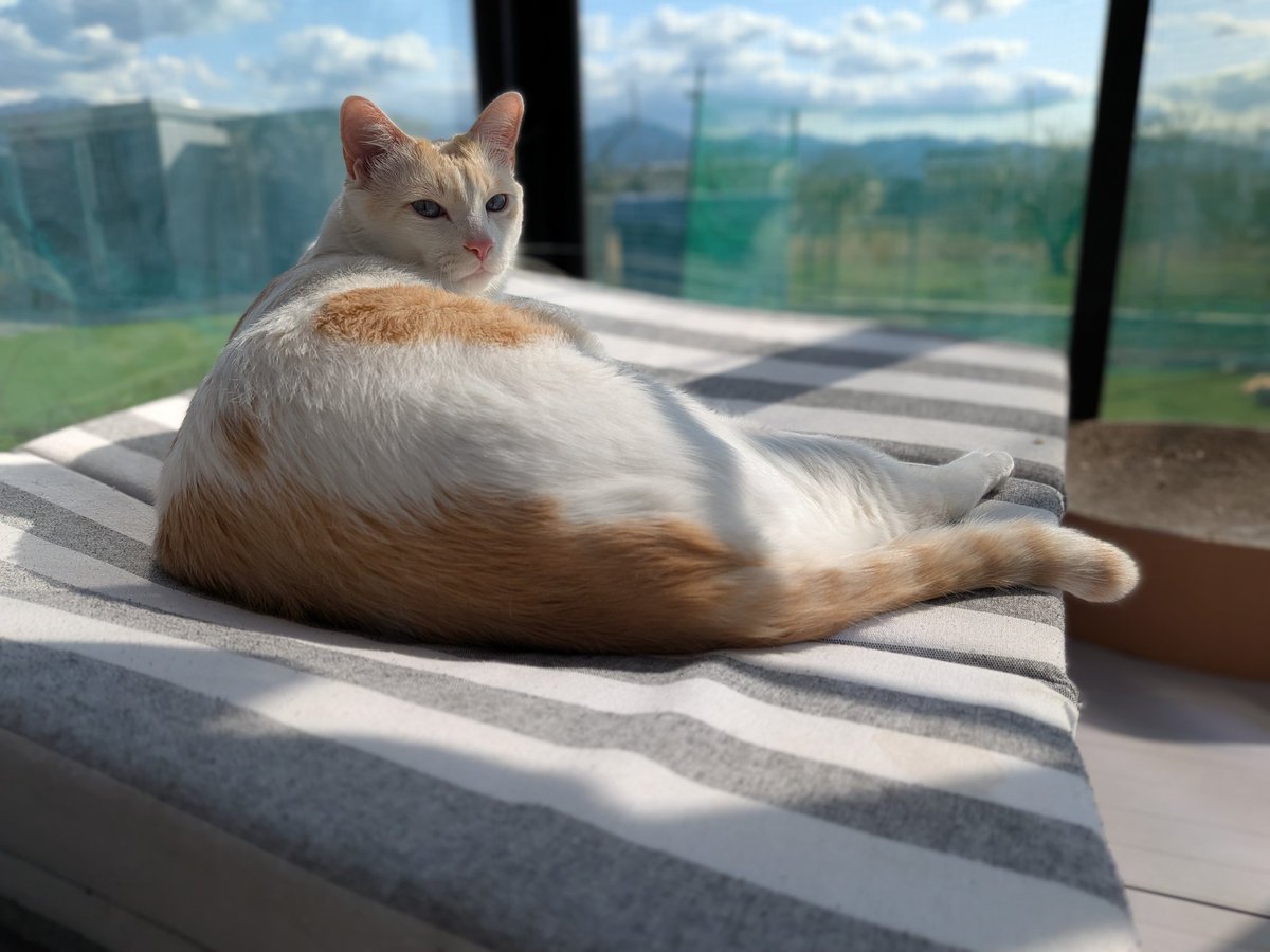 🍜なみ🍜春コミ不在でした😭 tweet media