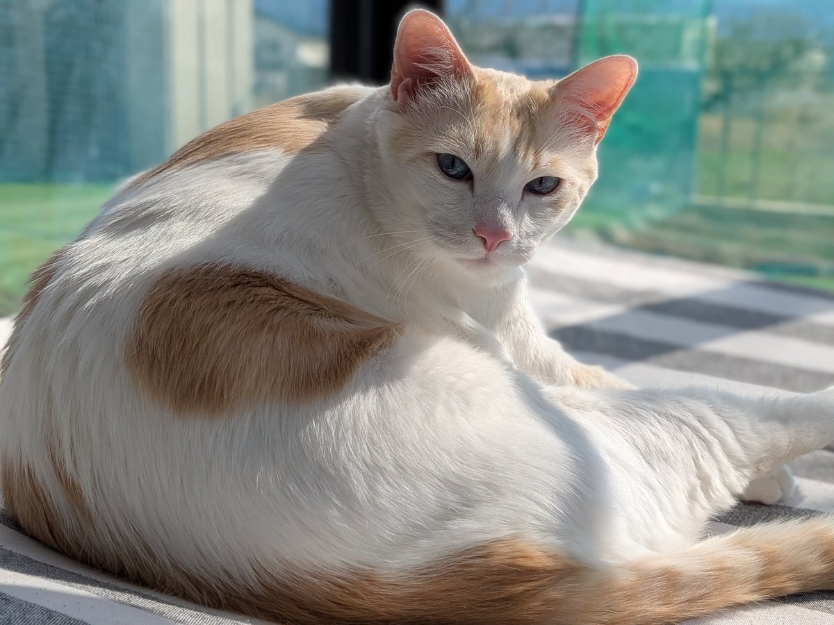 🍜なみ🍜春コミ不在でした😭 tweet media