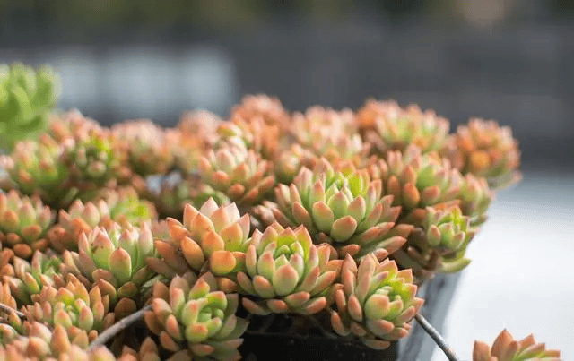 Whitney Jones tweet media