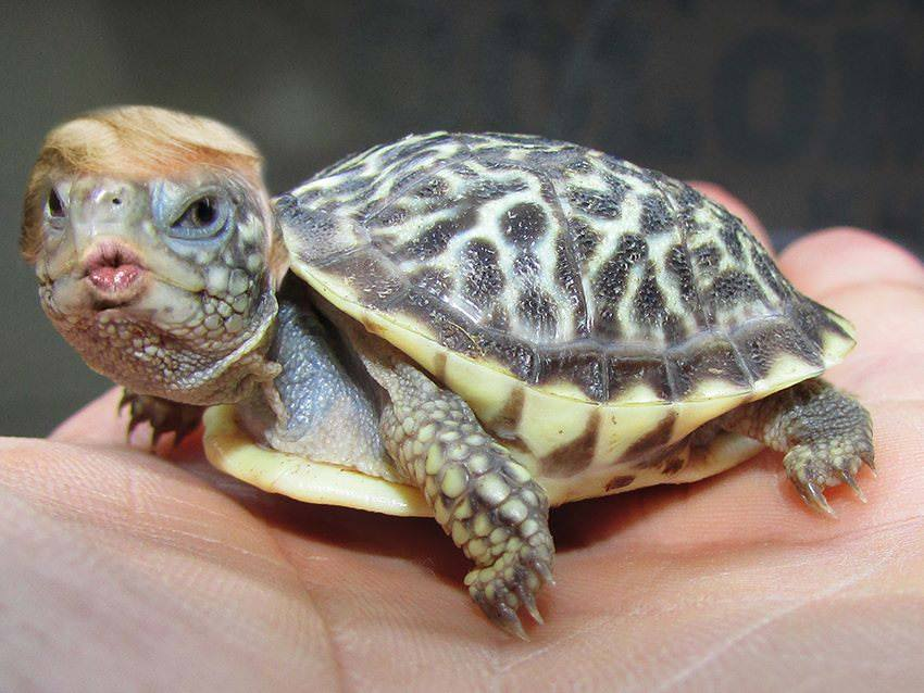 Danny Dechi tweet media