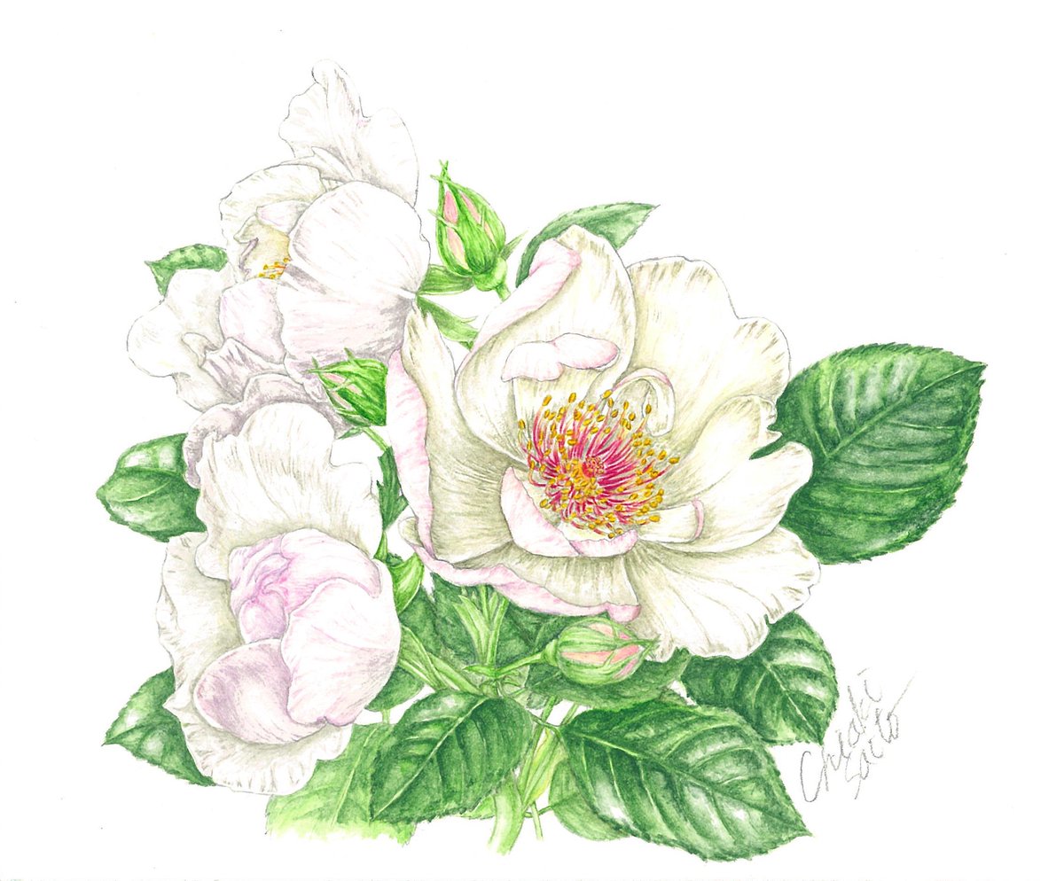 🍃植物を正確に、精密に、細密に描くアート🌳 【ボタニカル アート