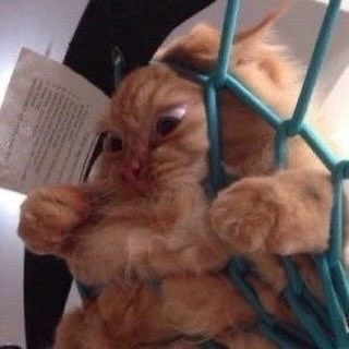 JoyfullCat's tweet photo. https://t.co/pF6OQpizj0