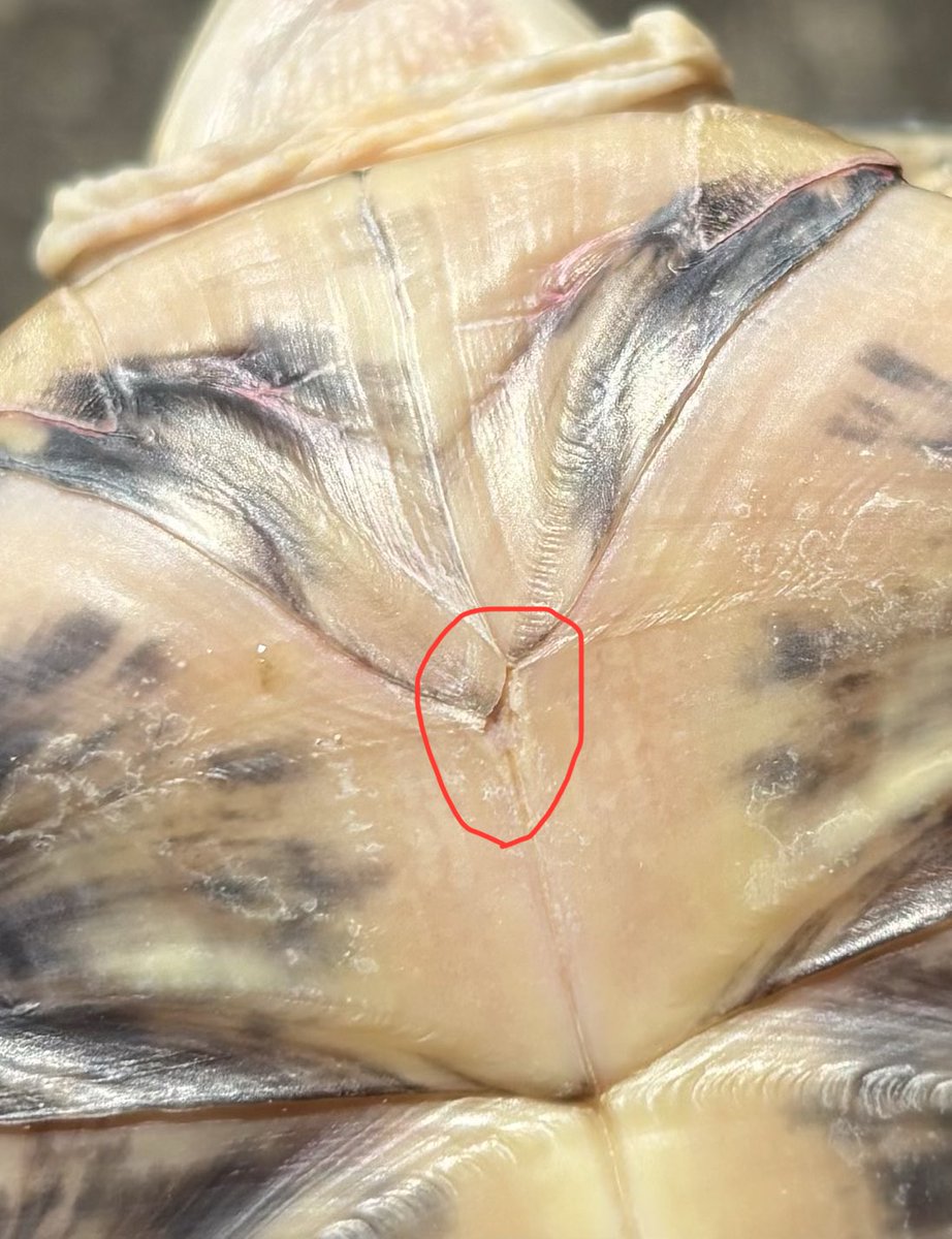 ブランディング甲羅の一部に穴が空いていてシェルロットっぽい…様子見ながら治療していきます