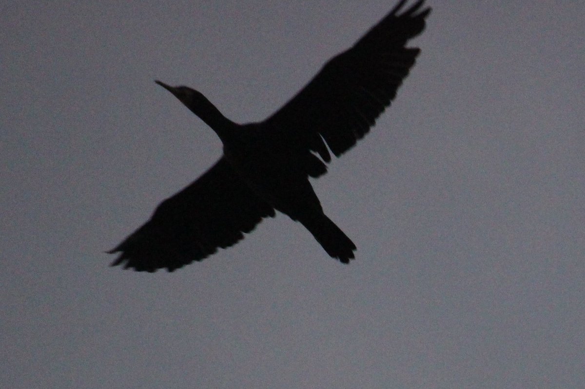 森林 木本 tweet media