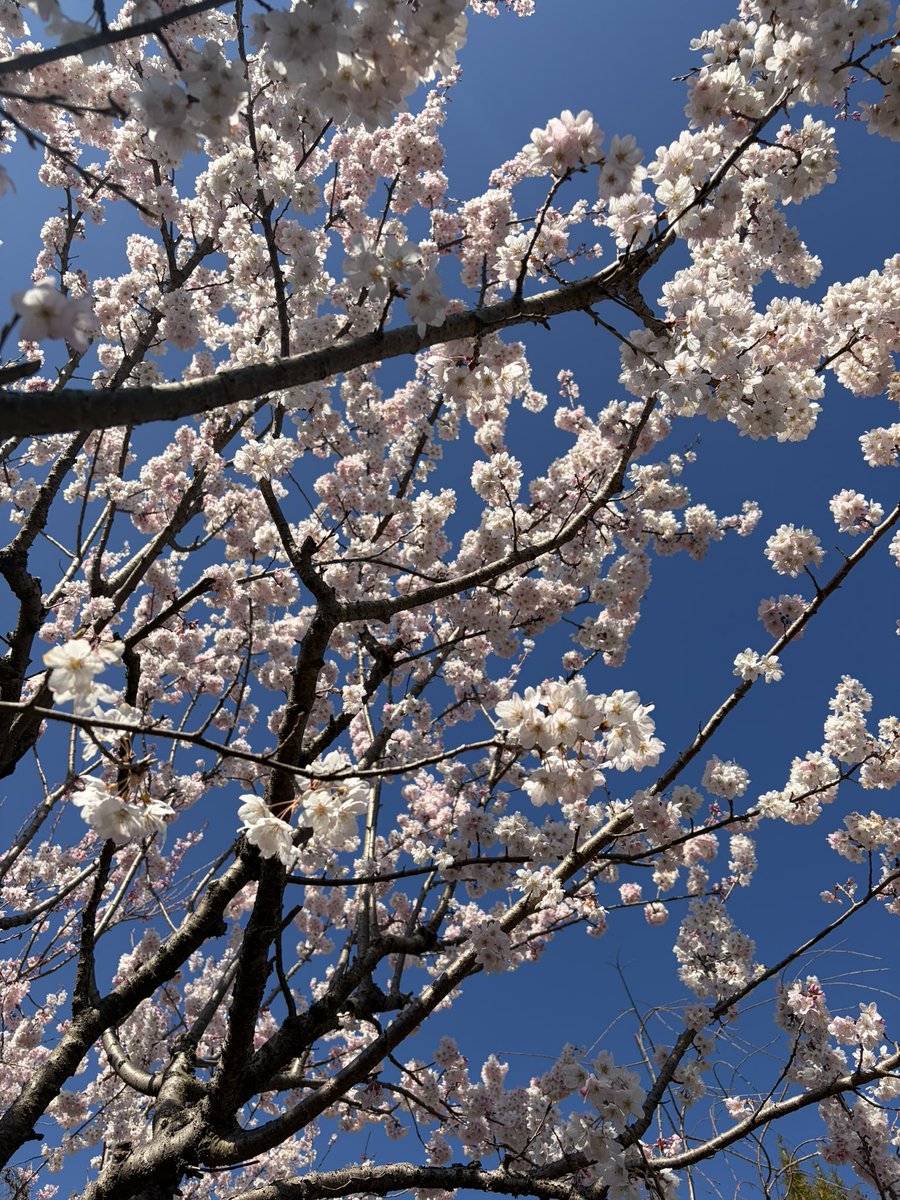 Firepanda777's tweet photo. 神奈川県大和市にあるミツマタで有名な常泉寺に行ってきました。境内には河童の像が立ち並び、ミツマタが至る所に咲いています。早咲きの桜も満開。せんとくんの作者、やぶうちさとしの作品があるのも見所です。 https://t.co/dZOpfA0I32