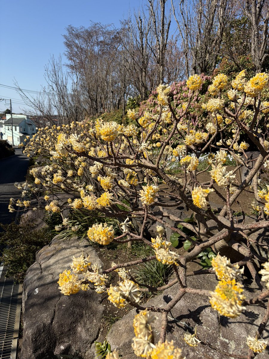 Firepanda777's tweet photo. 神奈川県大和市にあるミツマタで有名な常泉寺に行ってきました。境内には河童の像が立ち並び、ミツマタが至る所に咲いています。早咲きの桜も満開。せんとくんの作者、やぶうちさとしの作品があるのも見所です。 https://t.co/dZOpfA0I32