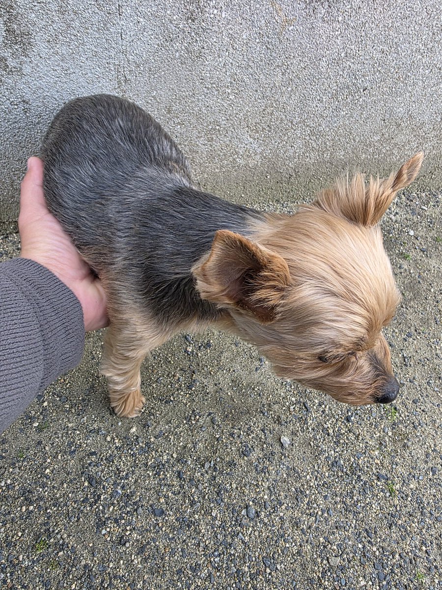 seo_masa_diary's tweet photo. 福山の新市にあるピザハット裏で犬拾いました
毛並み綺麗なんで飼い犬かなーとは思うんですが、首輪もないし外れて脱走中？
誰か飼い主おらんすか？
#迷い犬 
#迷い犬探しています https://t.co/jBJs7xVYnM