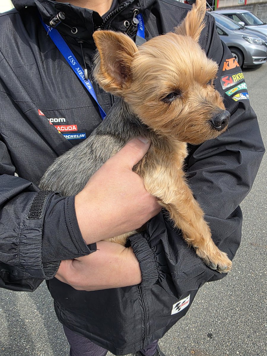 福山の新市にあるピザハット裏で犬拾いました
毛並み綺麗なんで飼い犬かなーとは思うんですが、首輪もないし外れて脱走中？
誰か飼い主おらんすか？
#迷い犬 
#迷い犬探しています