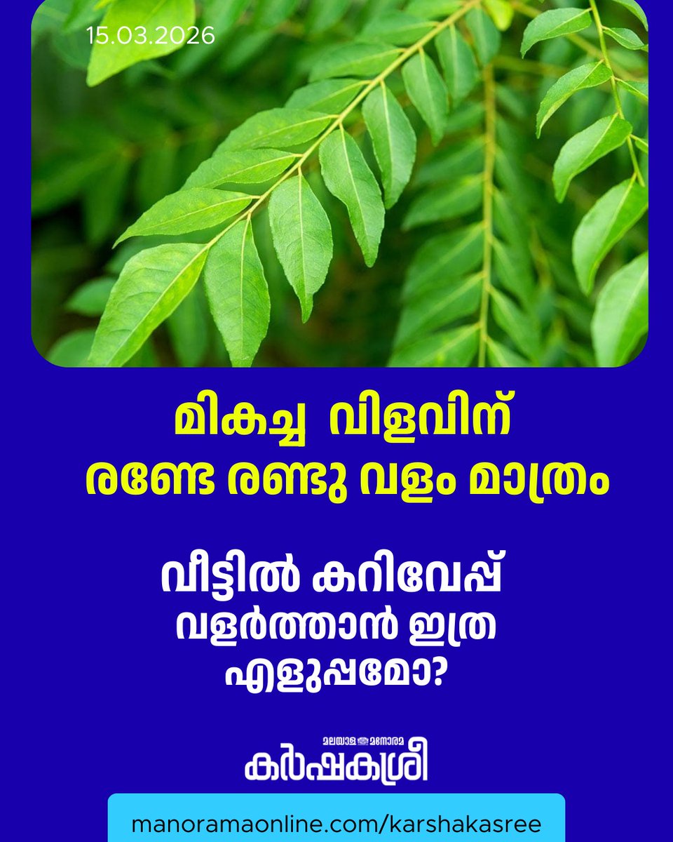 manoramaonline's tweet photo. ദൈനംദിന ജീവിതത്തിൽ അവിഭാജ്യ ഘടകമായ കറിവേപ്പില കഴിവതും വീടുകളിൽ തന്നെ നട്ടു വളർത്തി ഉപയോഗിക്കുന്നതാണ് ആരോഗ്യത്തിന് നല്ലത്... 
Read more: https://t.co/6LEcJjjg4Z

#ManoramaOnlineKarshakasree #CurryLeaf #karshakasree https://t.co/Qrw6PjIcoL