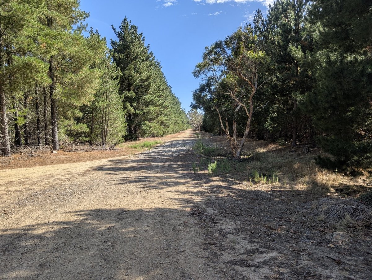 🐾 Shepsky tweet media