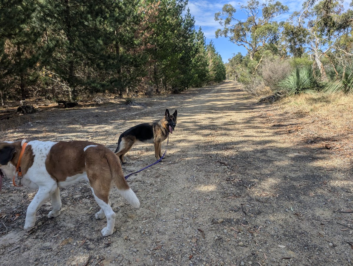 🐾 Shepsky tweet media