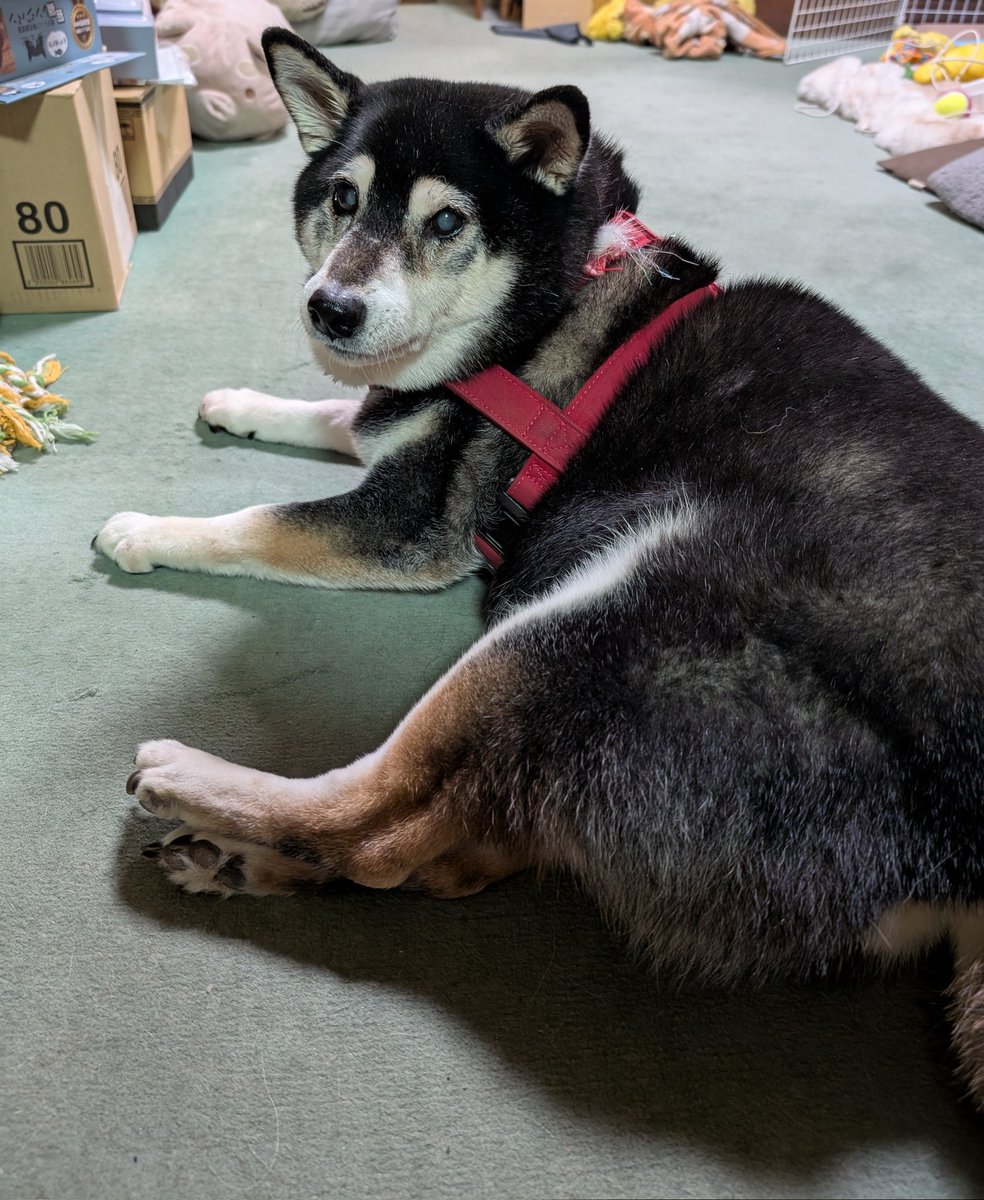 浅木愁太@あずき母 tweet media