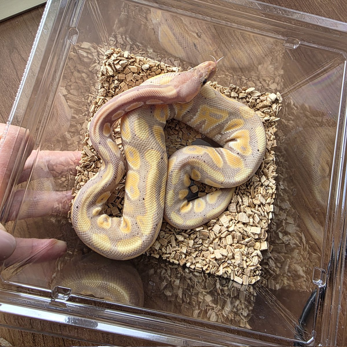 mimis_sil's tweet photo. 沖レプで①ﾊﾞﾅﾅﾌｧﾝﾄﾑ♂
REPTILE PARK で②ﾓﾊﾍﾞ50%hetｺﾞｰｽﾄﾊﾟｽﾞﾙ♀
お迎えしました🐍
夫が探していたモルフだったから
嬉しそうだった☺️ https://t.co/FVYlk1oV3G