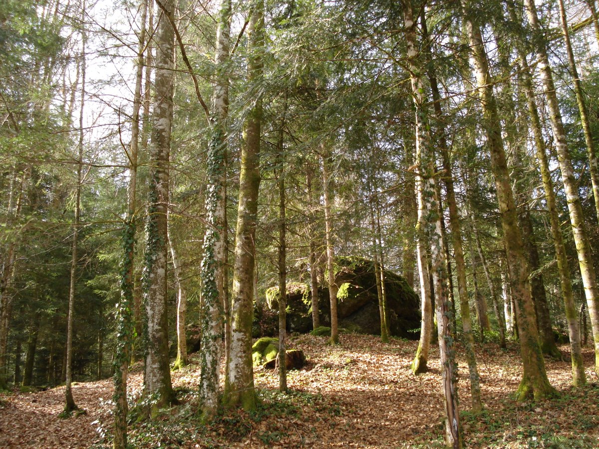 KrapulaX tweet media