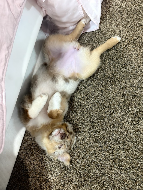 Alice_Sinc9eo's tweet photo. my eepy baby https://t.co/whhGO1SF35