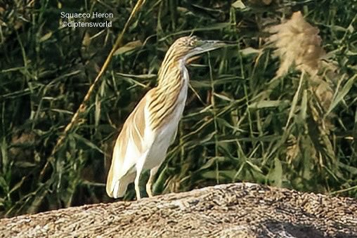 diptensworld's tweet photo. Sunday Travel Pics: @IndiAves

Here is an unusual collection of 4 birds from the Nile River. The SQUACCO Heron, can be easily mistaken for the Pond Heron, difficult to sight as it remains well disguised in the undergrowth. The large HOODED Crows, widely seen in Middle Eastern Countries but not in South Asia. The ALBINO Rock Dove - wild & feral from possible interbreeding with pigeons, but has a striking appearance, with feathered feet, on dull rocky outgrowths of the famous Nile Cataracts. And the European GREAT Cormorant (subspecies-P. c. sinensis), a winter migrant to the Nile, with white filoplumes on their necks and a distinctive white thigh patch.
 
#travel #wildlife #animals #nature #birds #birding #birdwatching #birdphotography #naturephotography