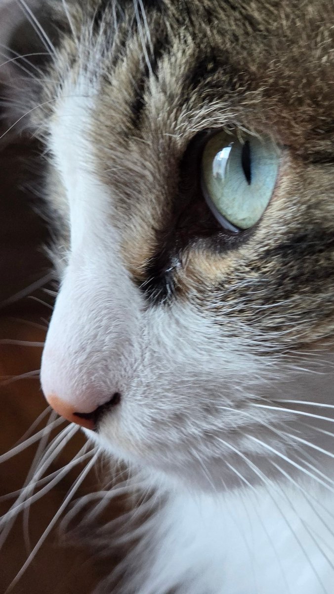 itomaki93's tweet photo. 綺麗ね

＃猫
＃猫がいる幸せ 
＃猫好きさんと繋がりたい
#いとの日常 https://t.co/KjuEVKan97