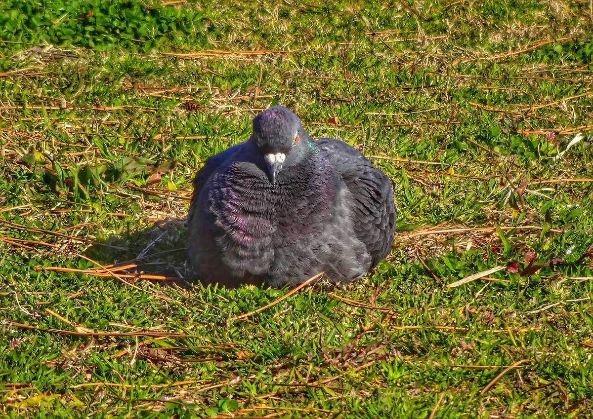 今日は天気も良いし花粉もさほどひどくないから久しぶりに湾岸ライドしてる🚴𓂃 𓈒𓏸そらハトも日向ぼっこするわな～🕊