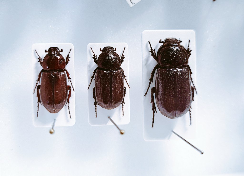 coll.col tweet media