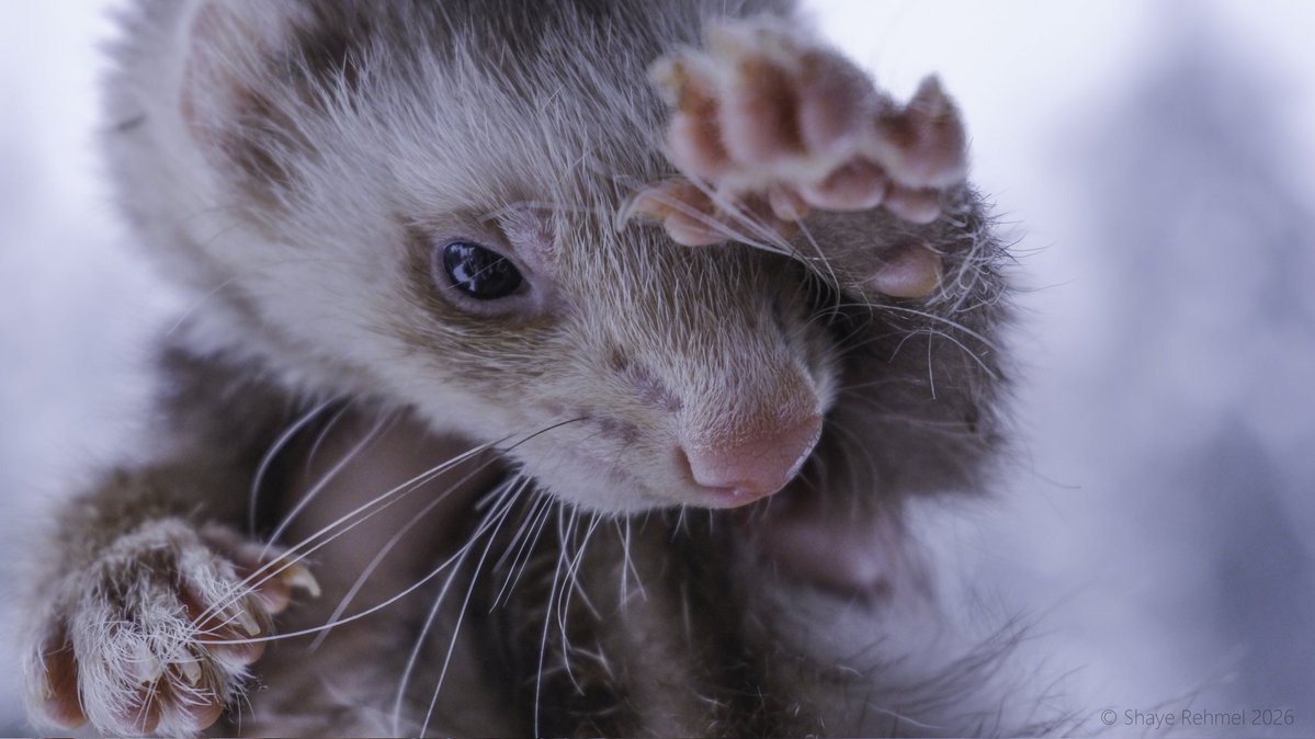 Ferret Zone tweet media