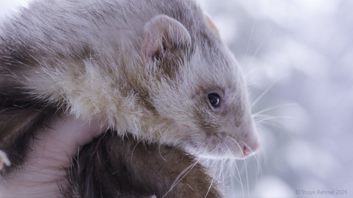 Ferret Zone tweet media