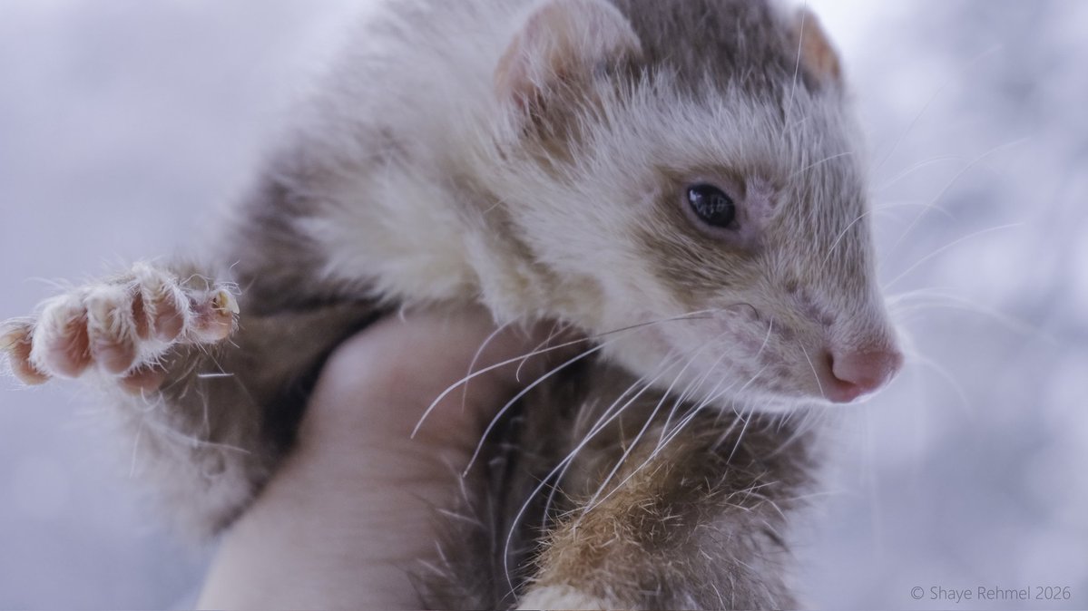 Ferret Zone tweet media