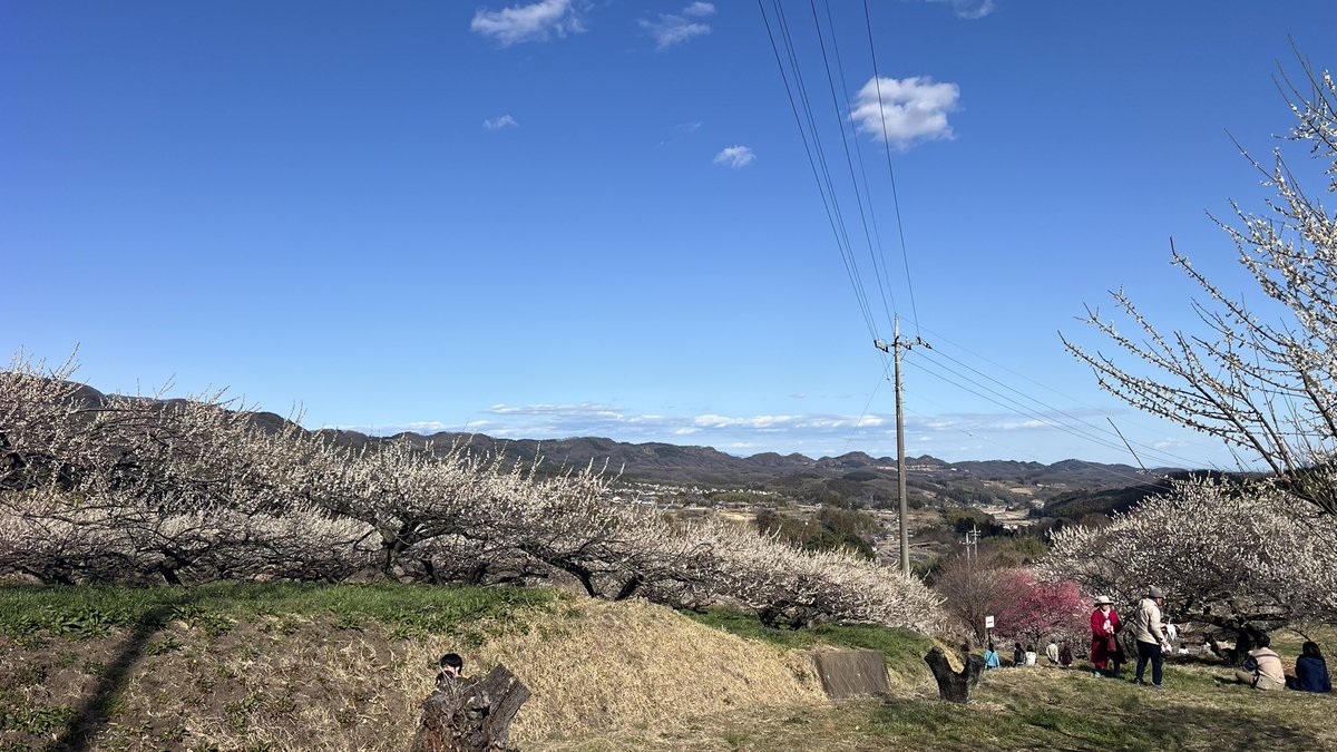 analogokok's tweet photo. 梅林がいい香り
若者が集って歌った
雲雀も鳴いた
愛犬は喜んでいた
春の日 https://t.co/Pyr0qvxHhQ