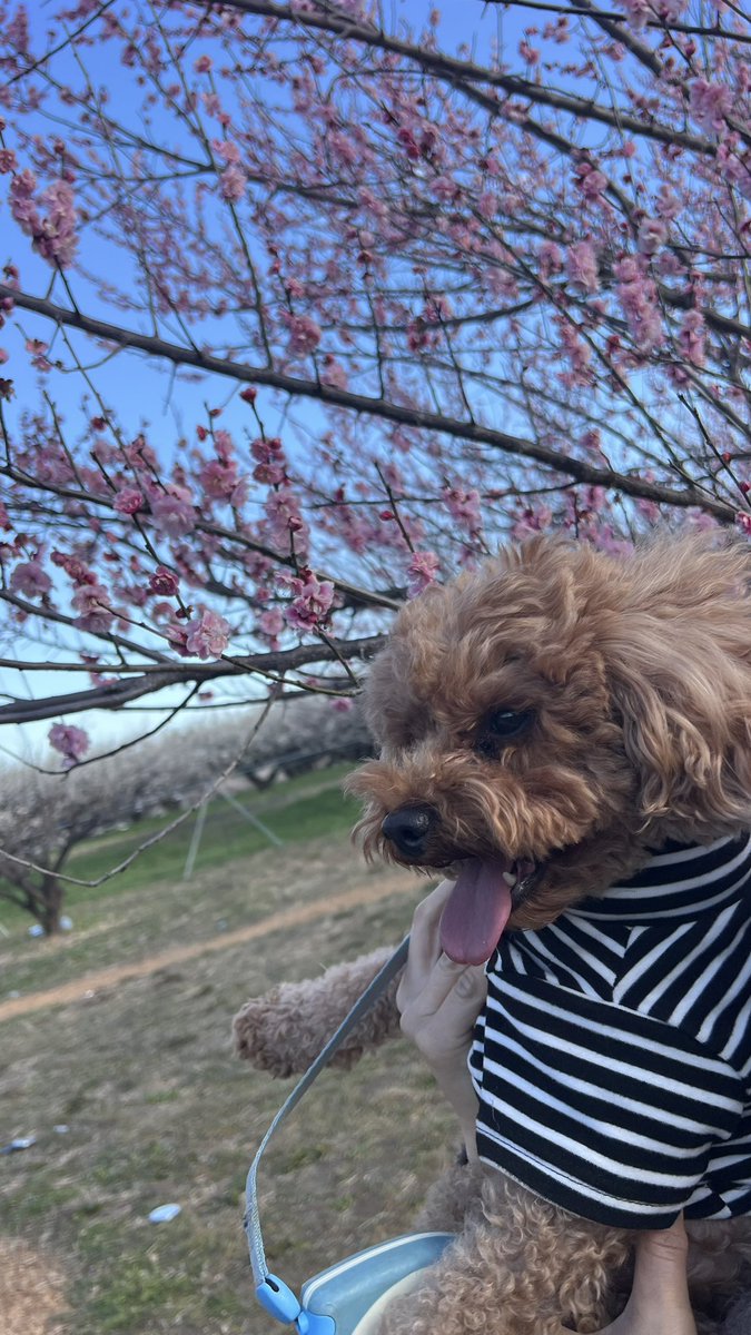 analogokok's tweet photo. 梅林がいい香り
若者が集って歌った
雲雀も鳴いた
愛犬は喜んでいた
春の日 https://t.co/Pyr0qvxHhQ