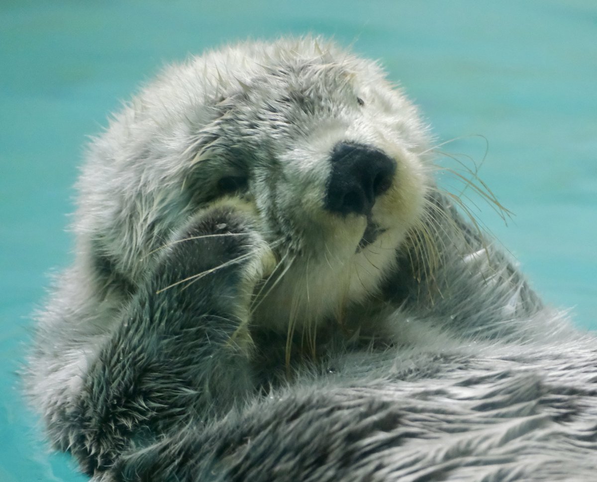 ぽかぽか陽気なのでふわふわねむねむキラちゃんを😴

#キラちゃん #ラッコ #鳥羽水族館