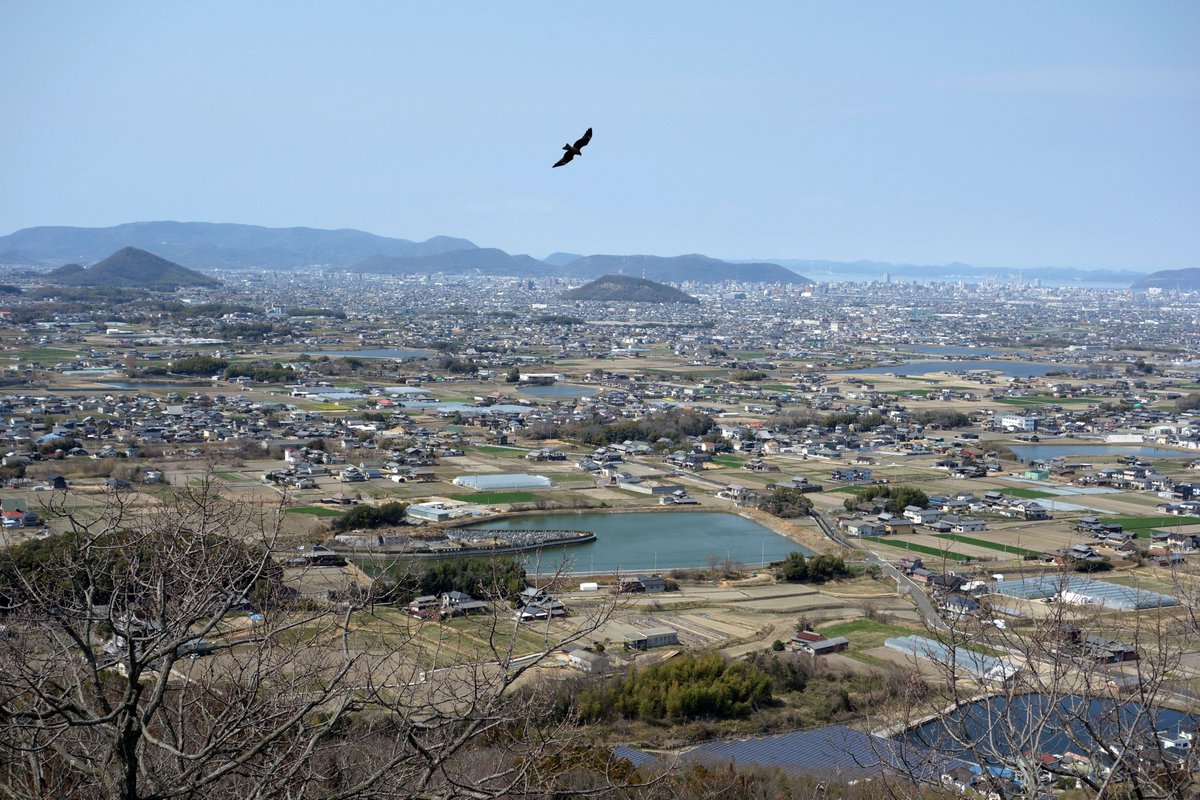 どーらく tweet media