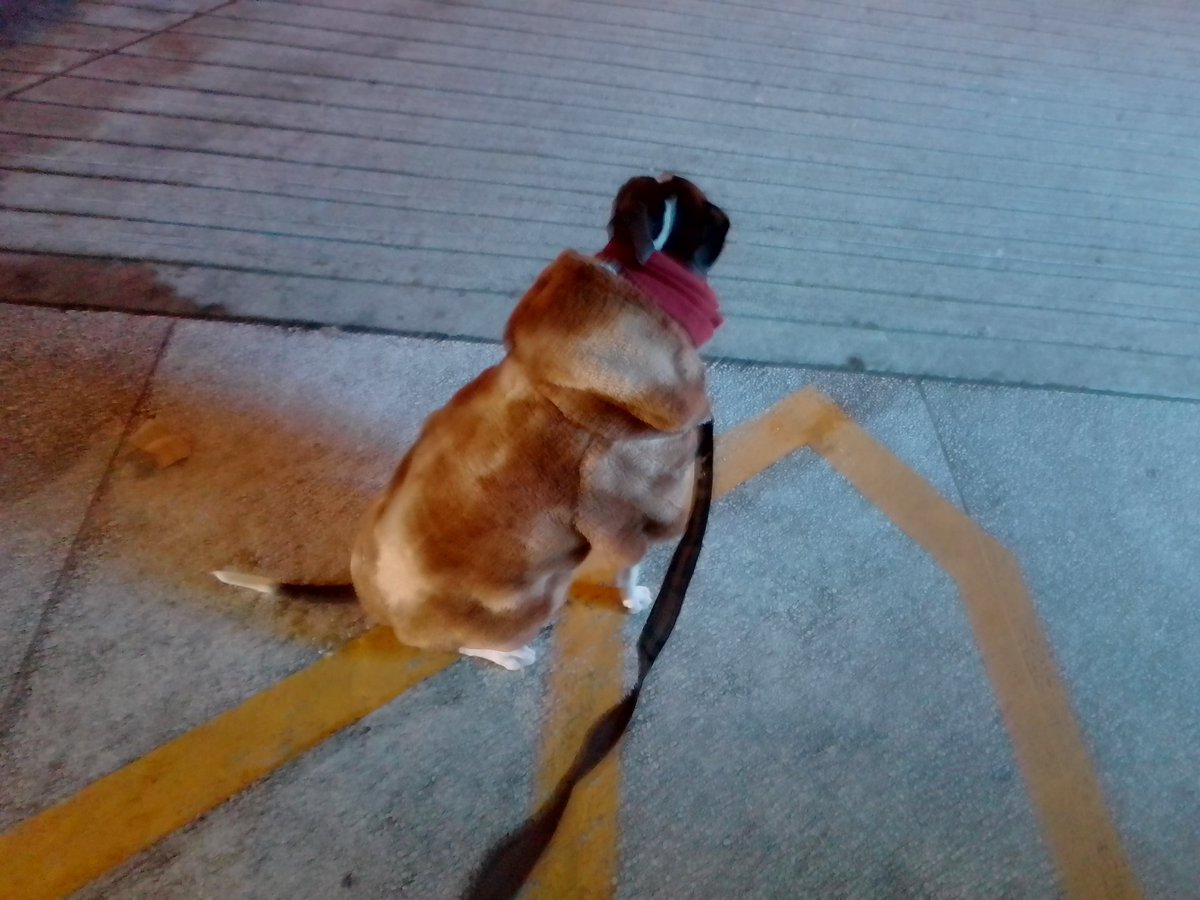 LebrockTony's tweet photo. SatππΎRi's StressWaiting 4 Papa's!!πΎππΎπππΆππ
#staffiesaturday #pittielife #dogsdoingthings #pittielover
#dogmomlife #dogx #pitties
#waitingtoexhale #dogsday
#MadamRiley #pittrageous https://t.co/DlM6vNmGPT