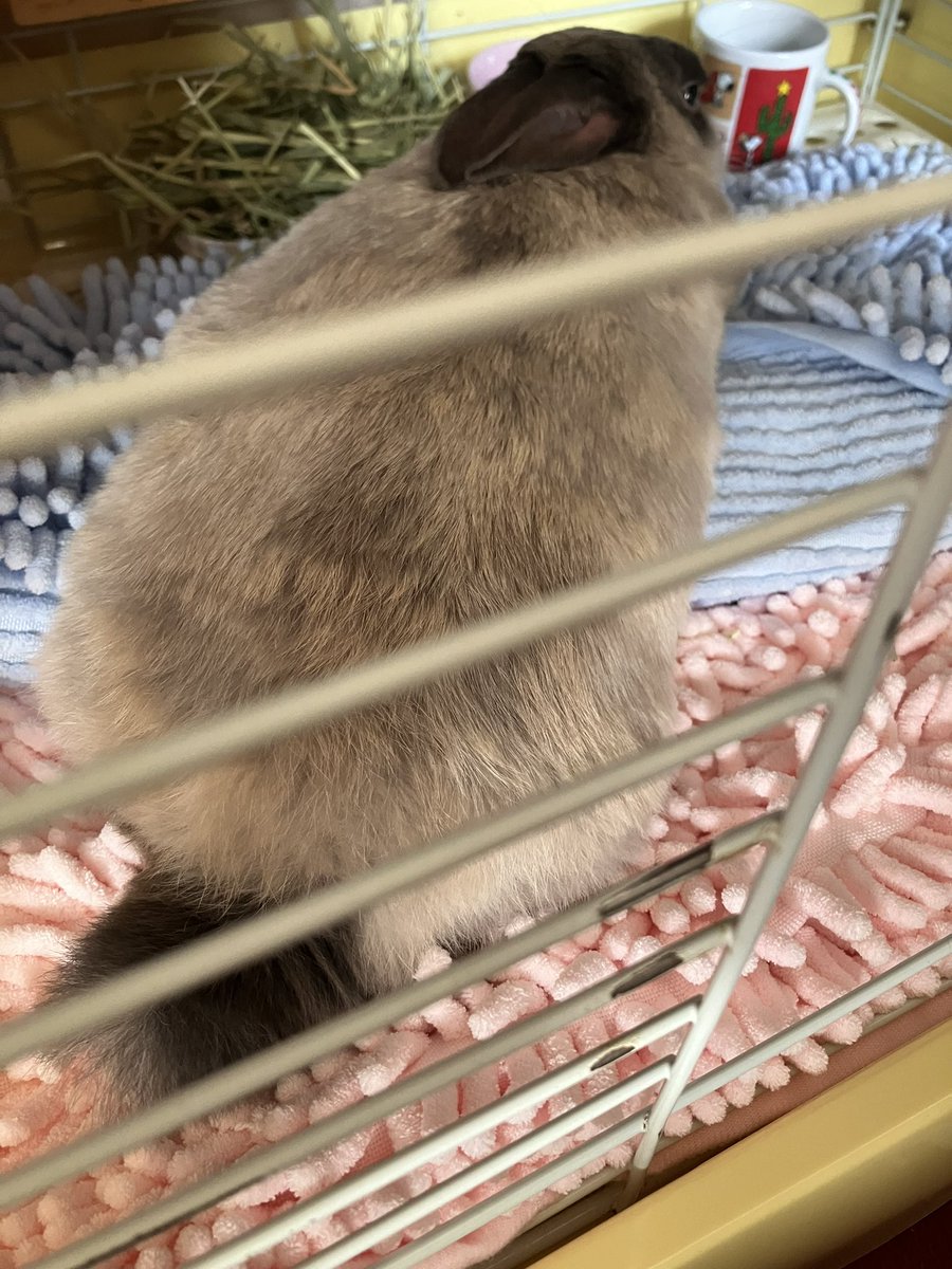 ウサギの部屋 tweet media