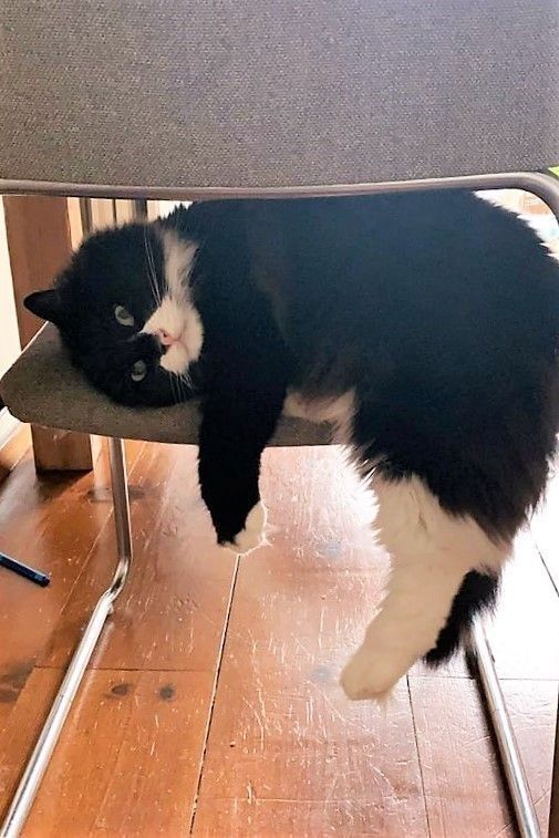 Why you should have a cat tweet media