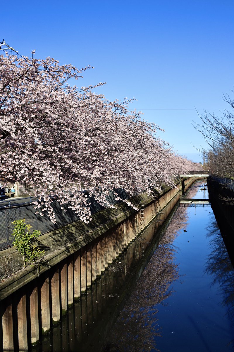 0209Kkk's tweet photo. 2週連続で密蔵院と伝右川へ🌸

テレビで出たからか密蔵院は朝でもまぁまぁ人が居て。
伝右川は先週は河津桜が見頃で、今日は安行桜が見頃だったし、人もほとんどいなかったから、絶好の桜見出来た📸
何より、同じ場所で2度美味しい🌸

んで、久々にサドルを少し前に出して少し前上げたら快適最高！🚴‍♂️ https://t.co/P59I7ca0IF