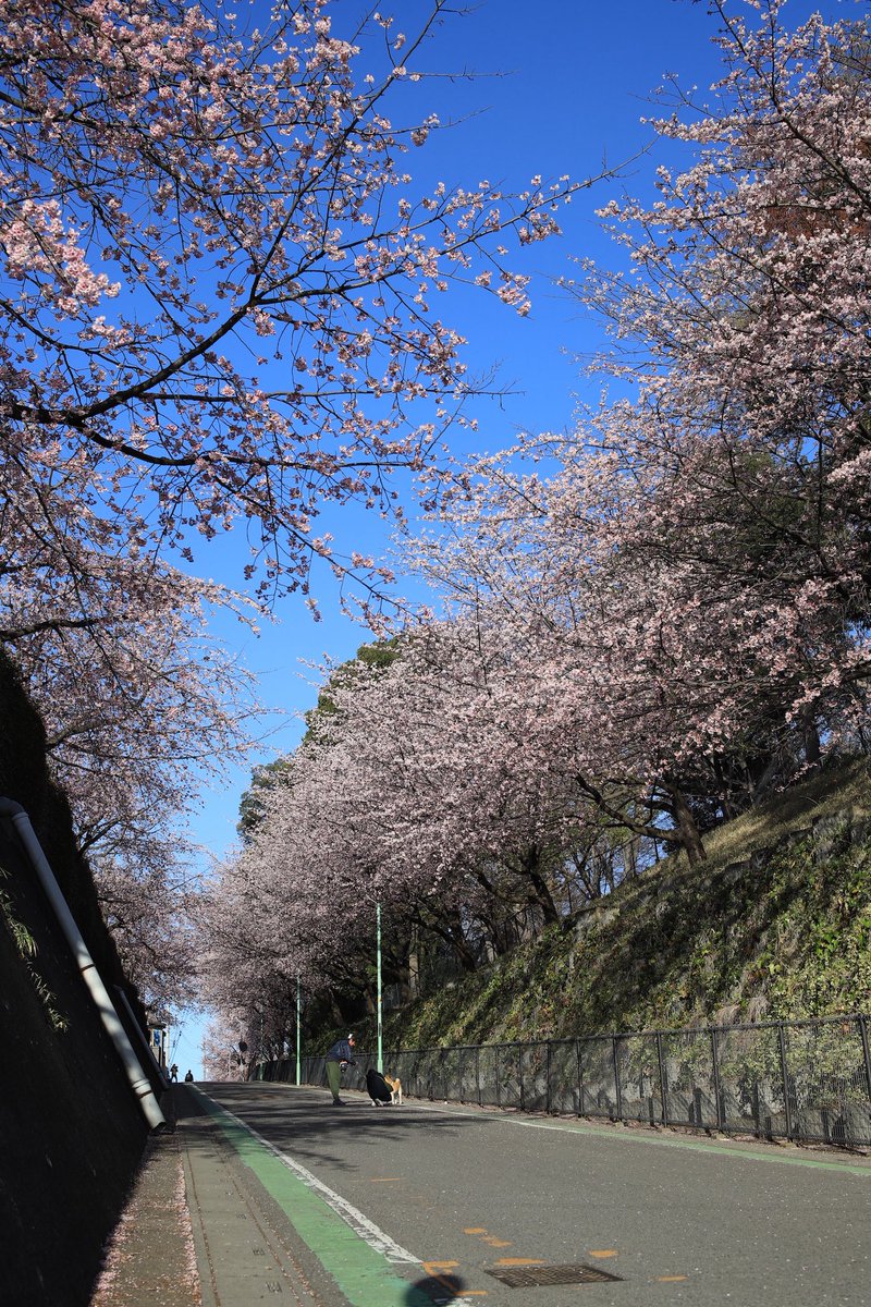 0209Kkk's tweet photo. 2週連続で密蔵院と伝右川へ🌸

テレビで出たからか密蔵院は朝でもまぁまぁ人が居て。
伝右川は先週は河津桜が見頃で、今日は安行桜が見頃だったし、人もほとんどいなかったから、絶好の桜見出来た📸
何より、同じ場所で2度美味しい🌸

んで、久々にサドルを少し前に出して少し前上げたら快適最高！🚴‍♂️ https://t.co/P59I7ca0IF