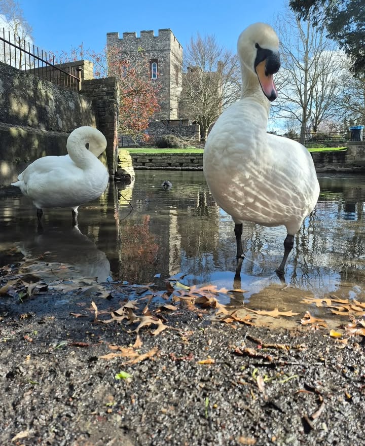 BBC Kent tweet media