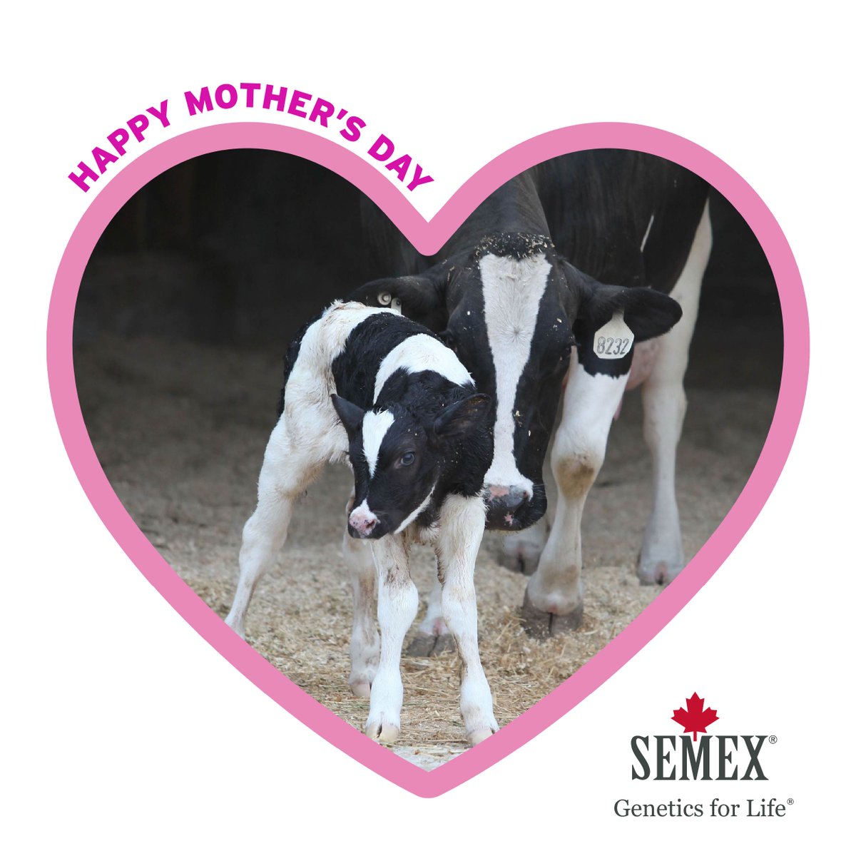 Semex UK tweet media
