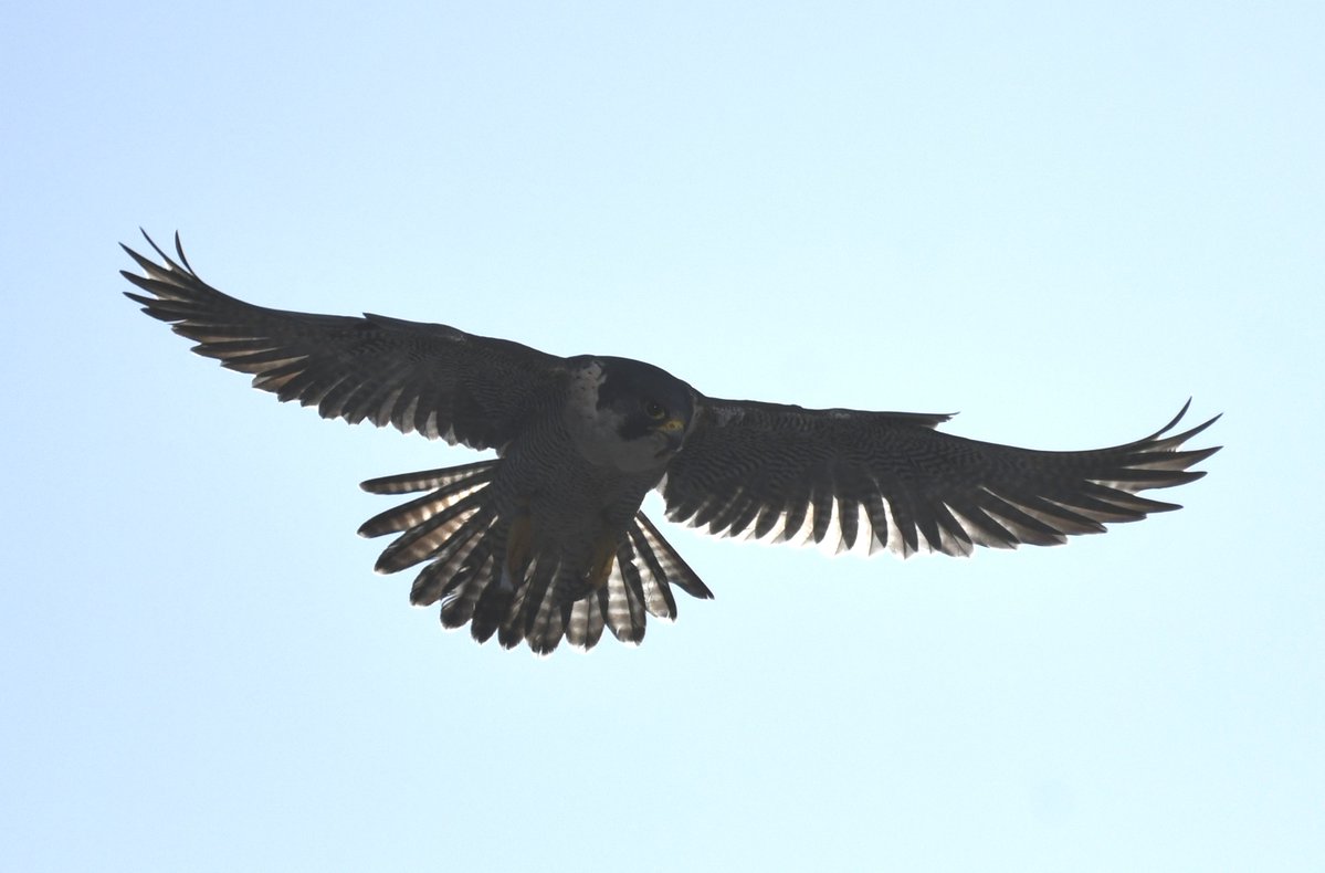 David Morrison tweet media