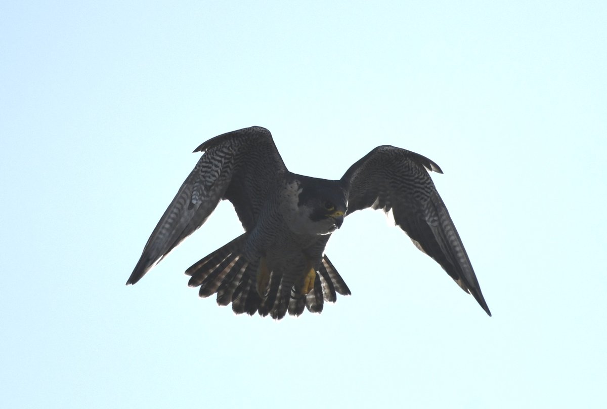 David Morrison tweet media