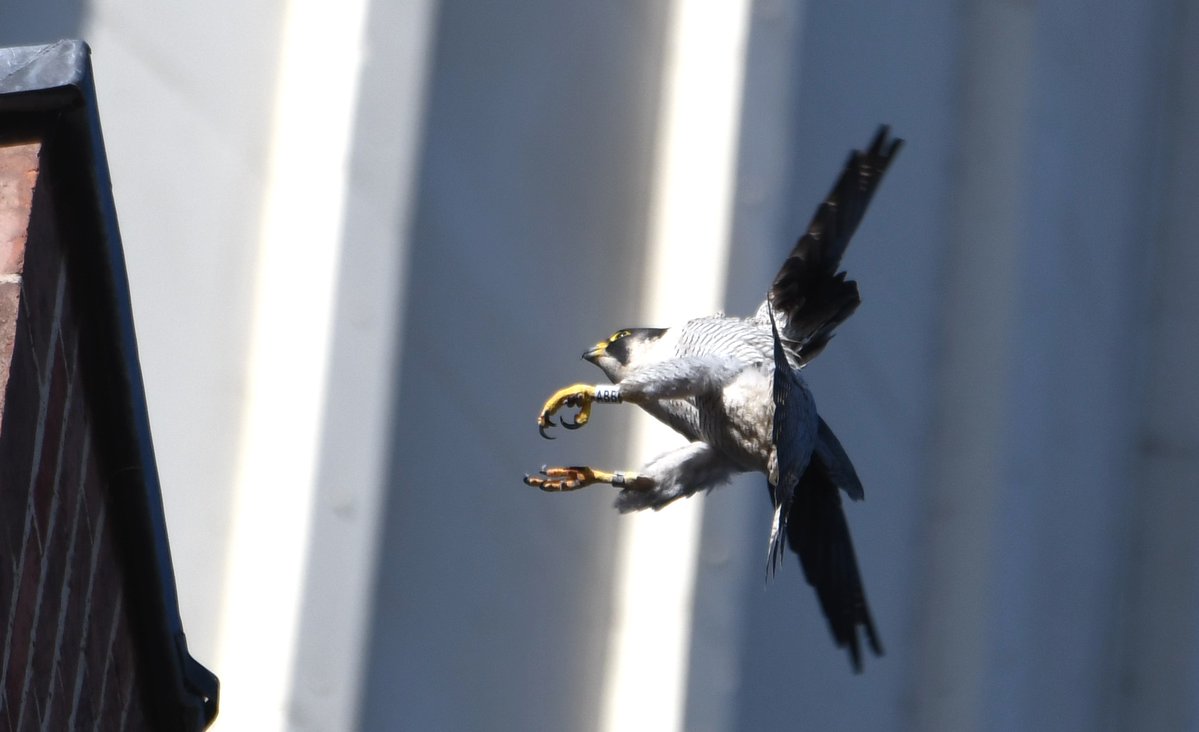 David Morrison tweet media