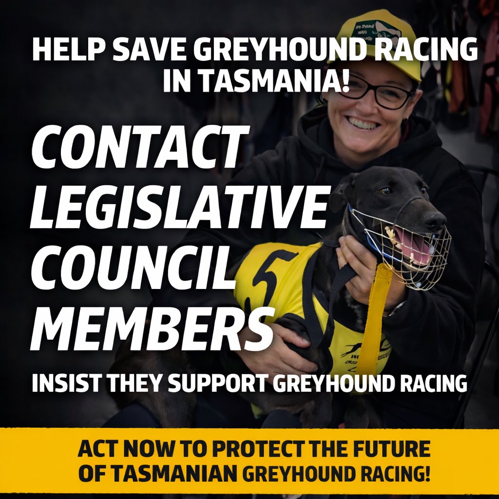 The Greyhound Girl | Dimity Maher tweet media