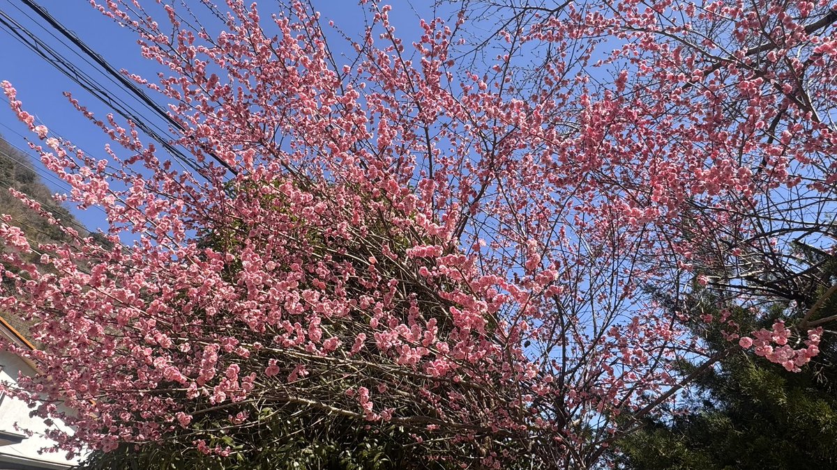 梅見てきました
良い香り