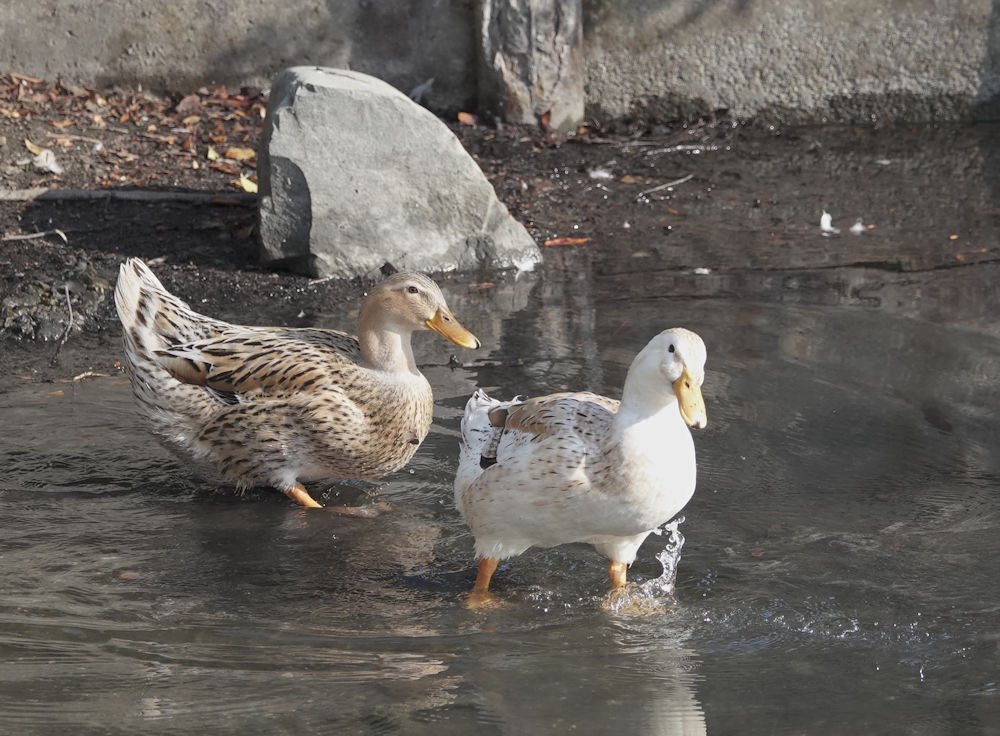 ahirunetwork's tweet photo. アヒルネットワーク宛に来たメールより

三重県桑名市九華公園内にて９月辺りから二羽の合鴨を確認、近所で餌やりなどして見守っていたところ最近白い合鴨が行方不明になり現在は茶色の合鴨が一羽に、周りに羽が落ちていたことから外敵に襲われた可能性があるため緊急に保護して欲しいです。 https://t.co/RpSKxGfmJO