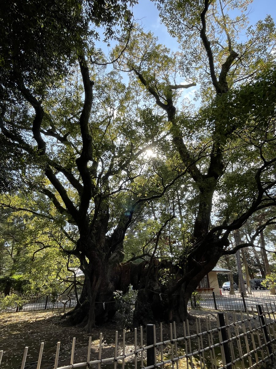 浜松八幡宮に、寄りました⛩️

静か…🦜

心静まる🍃

#浜松
#浜松八幡宮