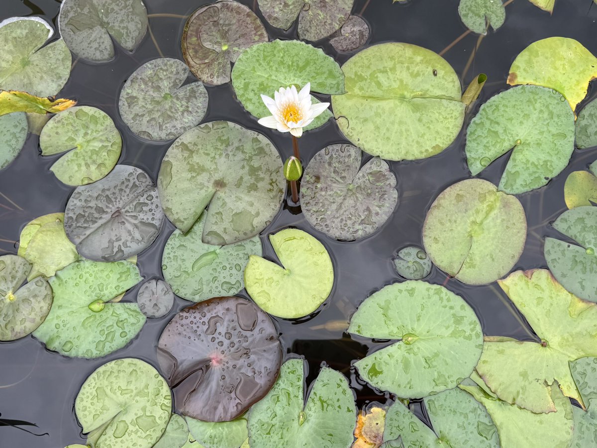 dandmgreetings's tweet photo. Quiet Bloom on Water
After the rain, the pond becomes a quiet mirror of life. Lily pads float gently like small green islands, and in their calm world a single white flower rises pure, silent, and graceful. Nature does not rush to be beautiful.
#NaturePhotography #WaterLily📷✨ https://t.co/M9k1UL3uXa